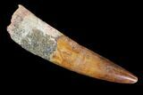 Real Spinosaurus Tooth - Beautiful Preservation #90156-1